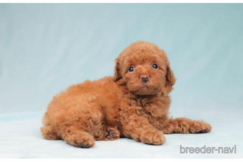 成約済の東京都のトイプードル-204771の2枚目